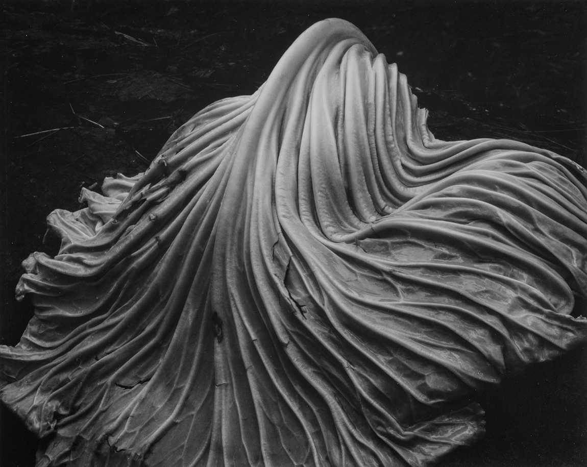 Spectrum Art Gallery celebrates 40 years of photographic excellence with annual print auction