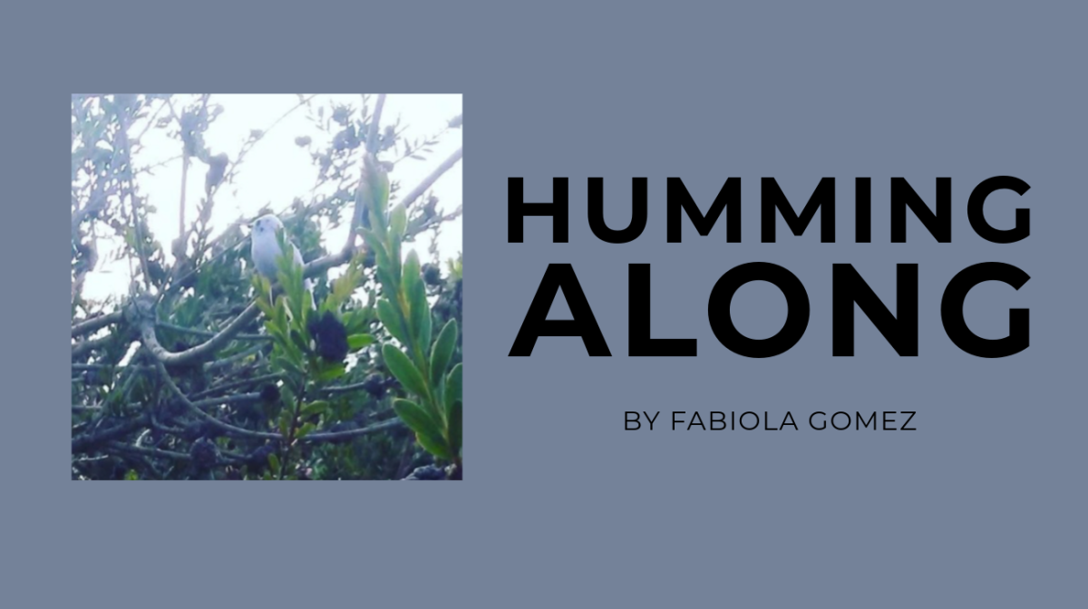 Aideed Medina, Fresno's new poet laureate, flies high with her latest honor as she writes for the 'streets and the pueblo'